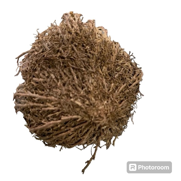 Dried small Rose of Jericho resurrection plant / pequeña flor de Jericó seca - Picture 2 of 3